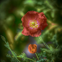 Buy canvas prints of Red Poppies by Gilbert Hurree