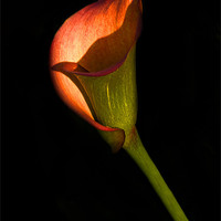 Buy canvas prints of Red Calla Lily by Gilbert Hurree