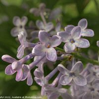 Buy canvas prints of The petals of lilacs by Kris Careful