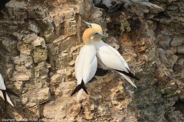 Gannet birds in cliffs  Picture Board by Adrian Hullah