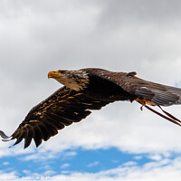 Buy canvas prints of Majestic Eagle Soaring High by Adam Clare