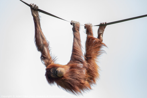 Enchanting Orangutan Smile Picture Board by Adam Clare
