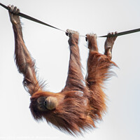 Buy canvas prints of Enchanting Orangutan Smile by Adam Clare