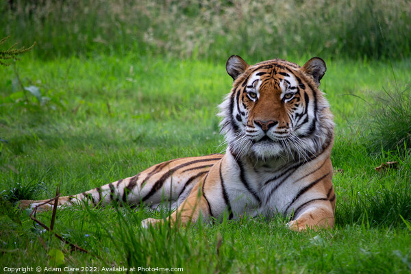 Majestic Tiger Resting in the Lush Greenery Picture Board by Adam Clare