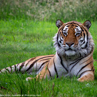 Buy canvas prints of Majestic Tiger Resting in the Lush Greenery by Adam Clare