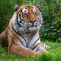 Buy canvas prints of Majestic Bengal Tiger Resting by Adam Clare