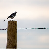 Buy canvas prints of Majestic Wagtail on a LilyTopped Perch by Adam Clare