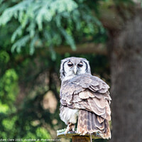 Buy canvas prints of Owl posing by Adam Clare