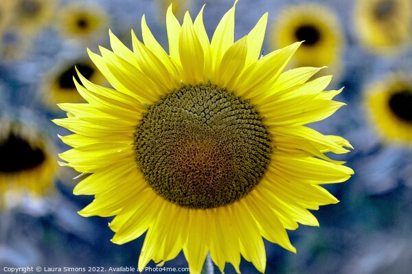 Summer Sunflower Picture Board by Laura Simons