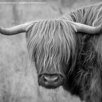 Buy canvas prints of Highland Cow by Laura Simons