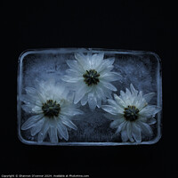 Buy canvas prints of Flowers in ice by Shannon O'connor