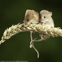 Buy canvas prints of Harvest mice  by John Brown
