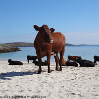 Buy canvas prints of Cows on Vatersay Beach by Chris Mobberley