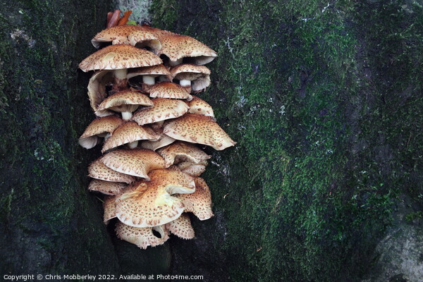 Mushrooms on tree trunk Picture Board by Chris Mobberley