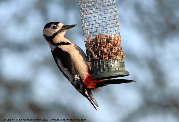 Great spotted woodpecker  Picture Board by Chris Mobberley