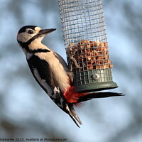 Buy canvas prints of Great spotted woodpecker  by Chris Mobberley