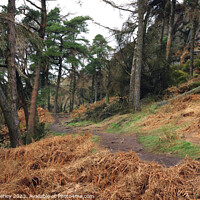 Buy canvas prints of The Roaches woodland by Chris Mobberley