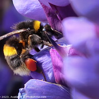 Buy canvas prints of Bee by Chris Mobberley