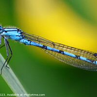 Buy canvas prints of Common Blue Damselfly by Chris Mobberley