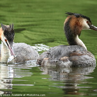 Buy canvas prints of Great crested grebe by Chris Mobberley