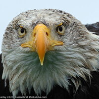 Buy canvas prints of A close up of a Bald Eagle by Chris Mobberley