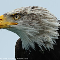 Buy canvas prints of A close up of a Bald Eagle by Chris Mobberley