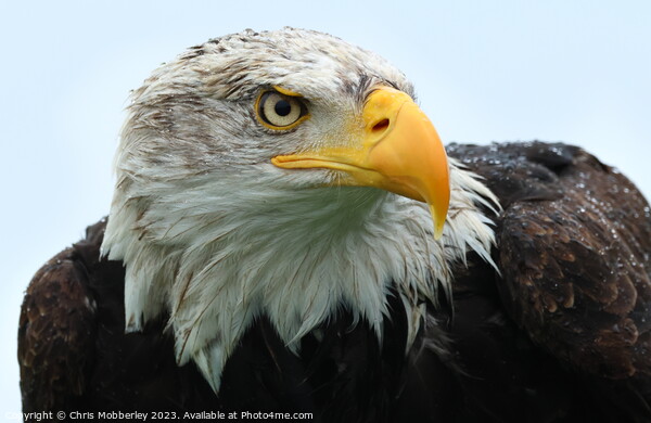 Bald Eagle close up  Picture Board by Chris Mobberley