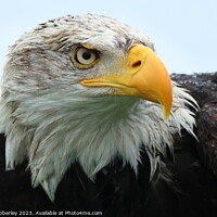 Buy canvas prints of Bald Eagle close up  by Chris Mobberley