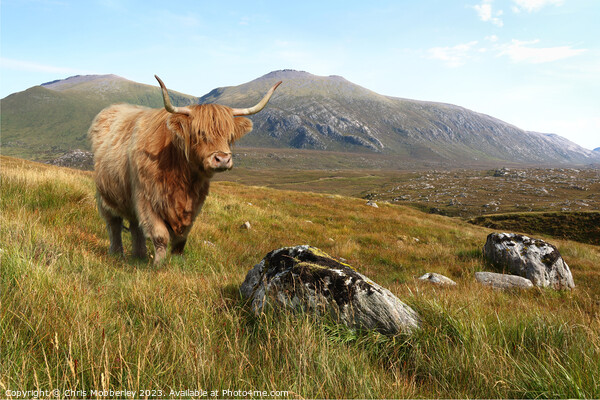 A Highland cow in the mountains of Scotland Picture Board by Chris Mobberley