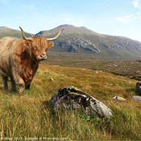Buy canvas prints of A Highland cow in the mountains of Scotland by Chris Mobberley