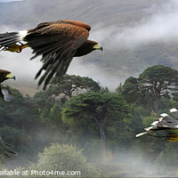 Buy canvas prints of Three Harris Hawks hunting by Chris Mobberley