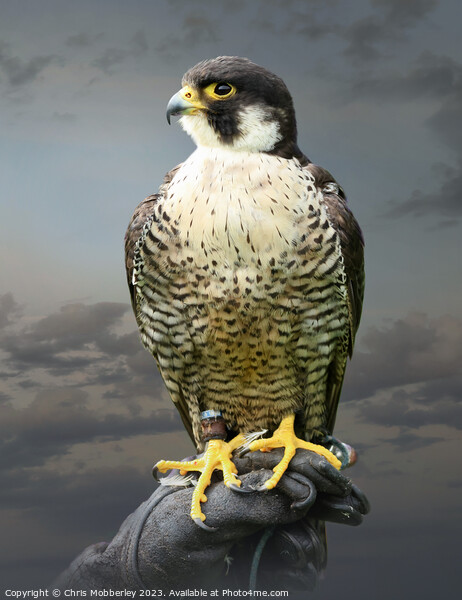 Peregrine Falcon Picture Board by Chris Mobberley