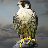 Buy canvas prints of Peregrine Falcon by Chris Mobberley