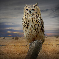 Buy canvas prints of Bengal Eagle Owl by Chris Mobberley
