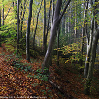 Buy canvas prints of Autumn woodland by Chris Mobberley