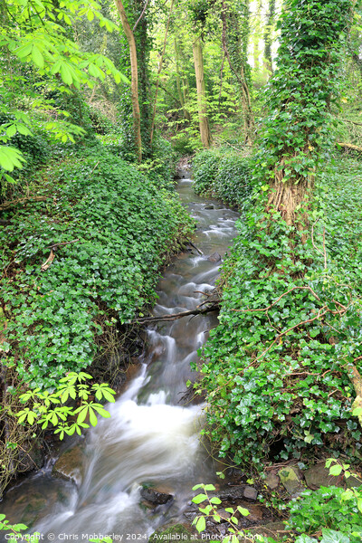 Stream with ivy banks Picture Board by Chris Mobberley