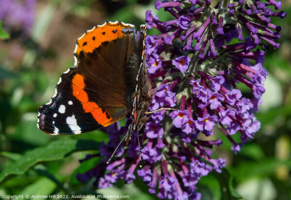 Red Admiral Butterfly on flower Picture Board by Andrew Hill