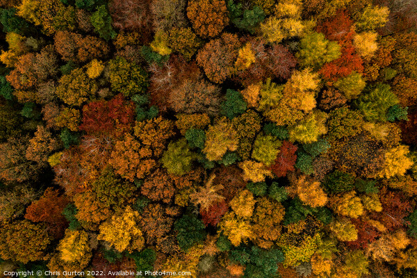 Trees from Above Picture Board by Chris Gurton