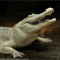 Buy canvas prints of Albino Alligator by DAVID KNIGHT