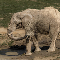 Buy canvas prints of Elephant having shower by DAVID KNIGHT