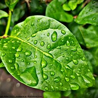 Buy canvas prints of Plant leaves by Jason Miller