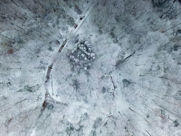 Winter Woodland Picture Board by Apollo Aerial Photography
