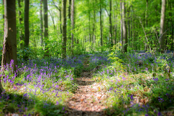 Bluebell Path Through The Woods Picture Board by Apollo Aerial Photography