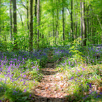 Buy canvas prints of Bluebell Path Through The Woods by Apollo Aerial Photography