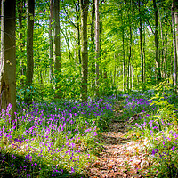 Buy canvas prints of Bluebell Woodland Walk by Apollo Aerial Photography