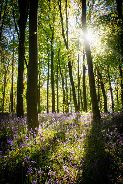 Light In The Bluebell Forest Picture Board by Apollo Aerial Photography