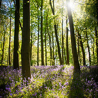 Buy canvas prints of Light In The Bluebell Forest by Apollo Aerial Photography