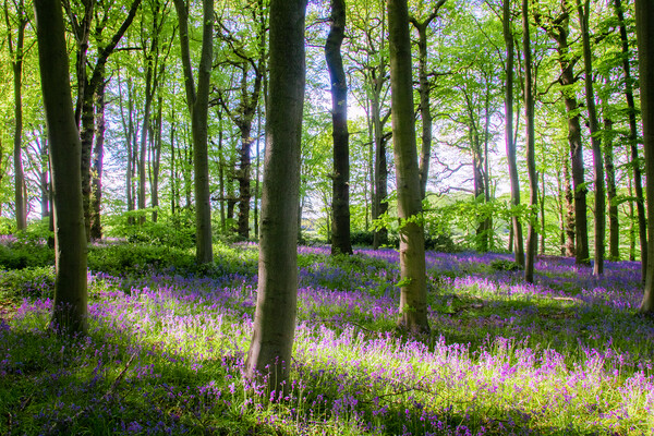 Bluebell Woods Picture Board by Apollo Aerial Photography