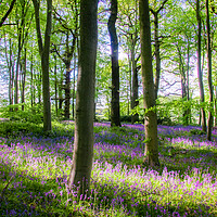 Buy canvas prints of Bluebell Woods by Apollo Aerial Photography