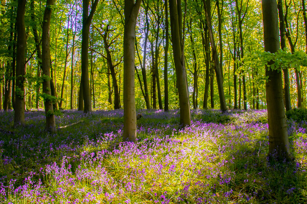 English Bluebell Wood Picture Board by Apollo Aerial Photography